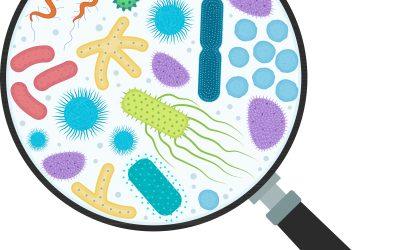 How to Optimize Your Gut Health (Naturally)